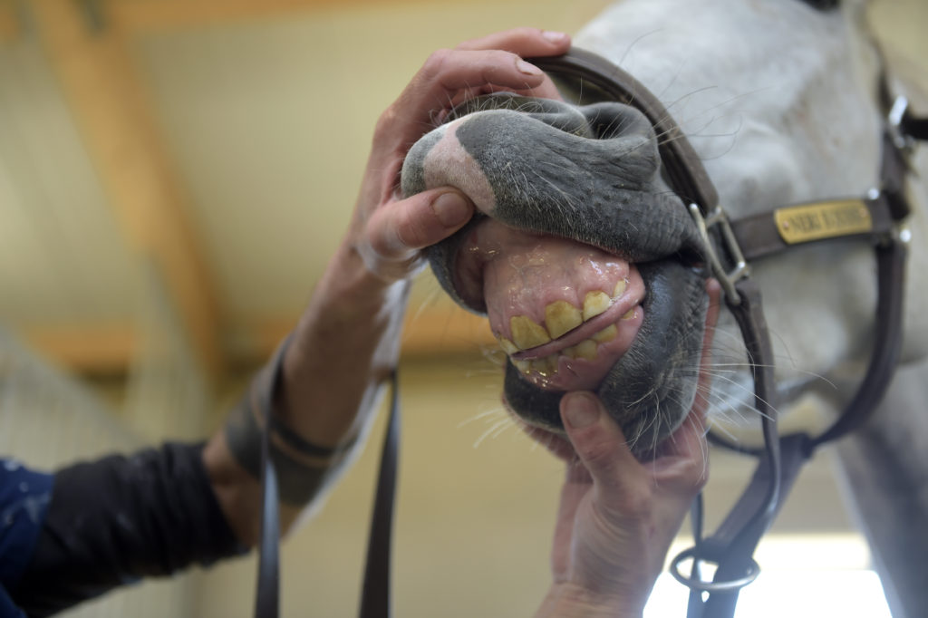 horse jaw alignment